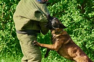 A person in a protective bite suit is engaged by a Belgian Malinois during a Protection Dog Training session outdoors, demonstrating the importance of timing and the 5 Second Rule for effective control.