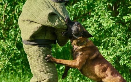 A person in a protective bite suit is engaged by a Belgian Malinois during a Protection Dog Training session outdoors, demonstrating the importance of timing and the 5 Second Rule for effective control.