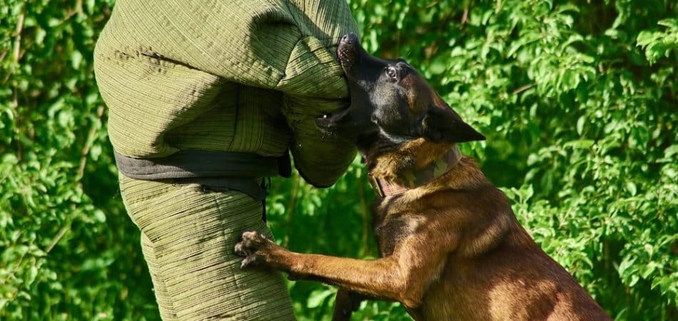 A person in a protective bite suit is engaged by a Belgian Malinois during a Protection Dog Training session outdoors, demonstrating the importance of timing and the 5 Second Rule for effective control.