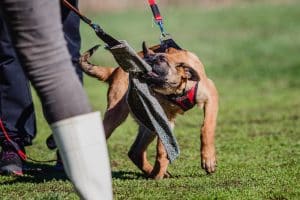 A dog wearing a red harness bites and pulls on a training sleeve held by a person outdoors on grass during protection dog training