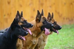 4 German Shepherds