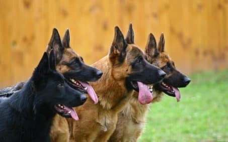 4 German Shepherds