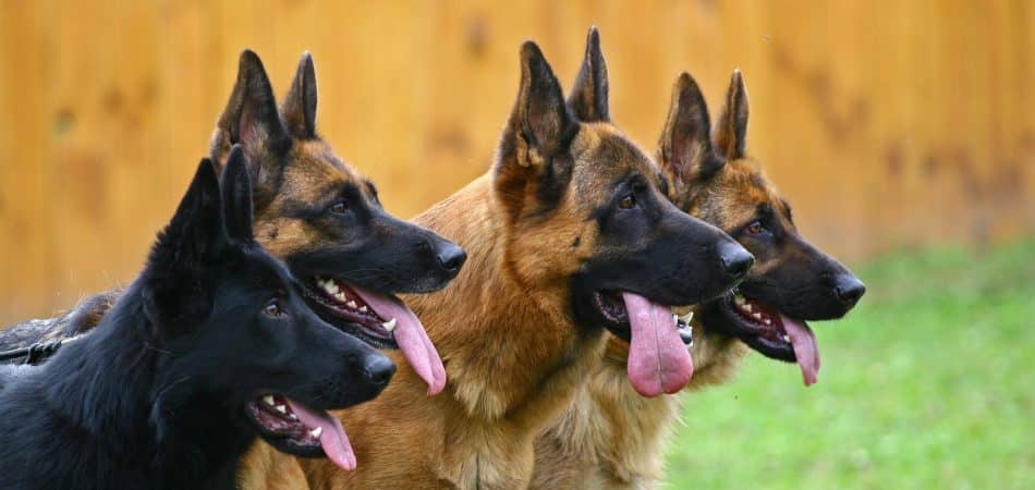 4 German Shepherds