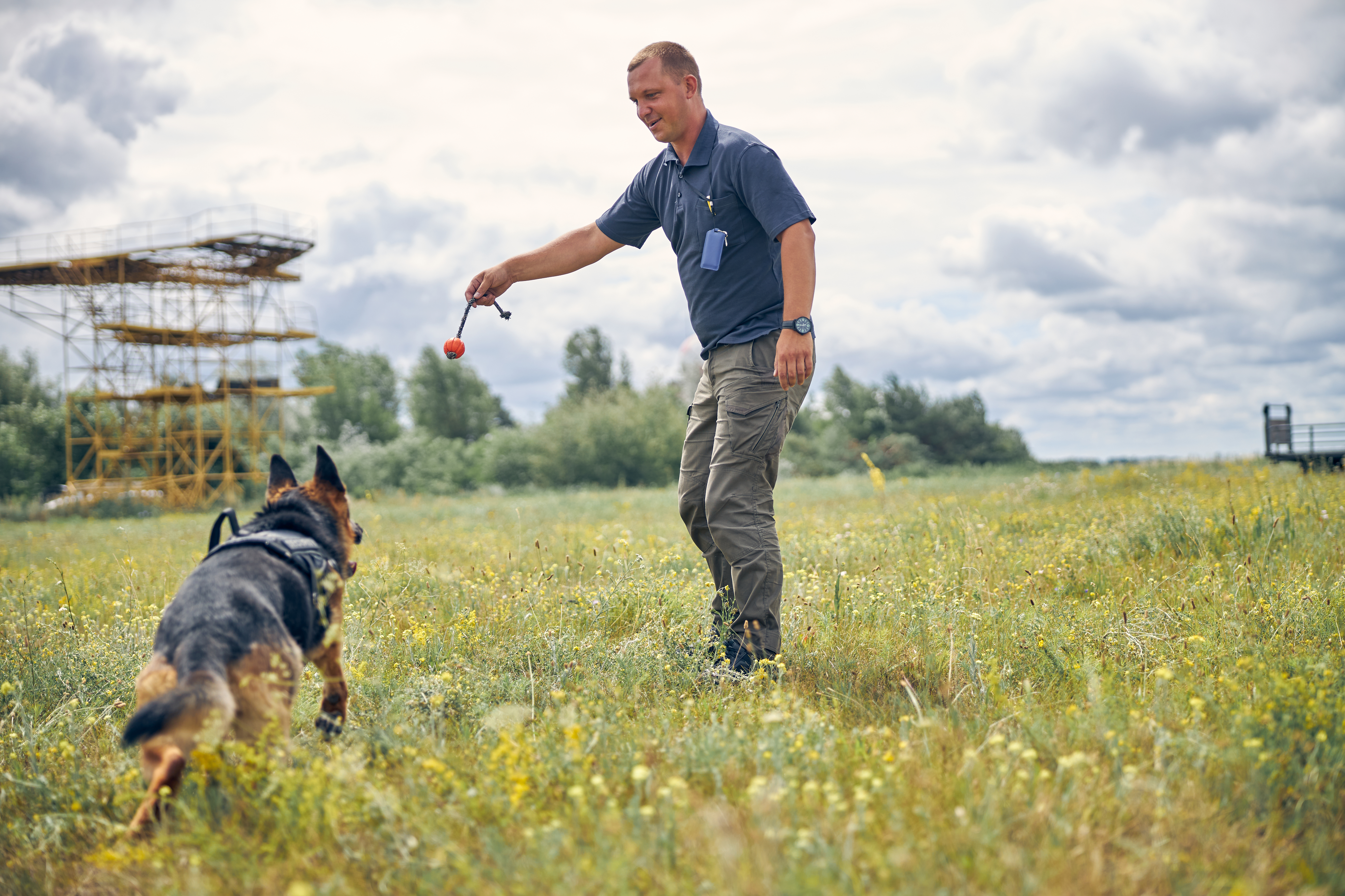 Smiling professional dog trainer playing with detection dog outdoors in grassy field