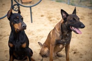 Portrait of a Doberman and a Belgian shepherd. Filmed on a training ground, walking for dogs.