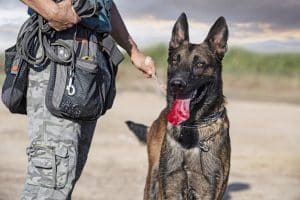 young belgian shepherd training in the nature for security