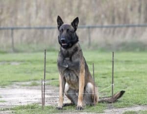 young belgian shepherd training in the nature for security