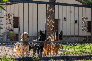 dogs behind the fence