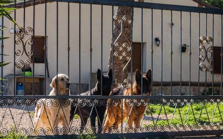 dogs behind the fence