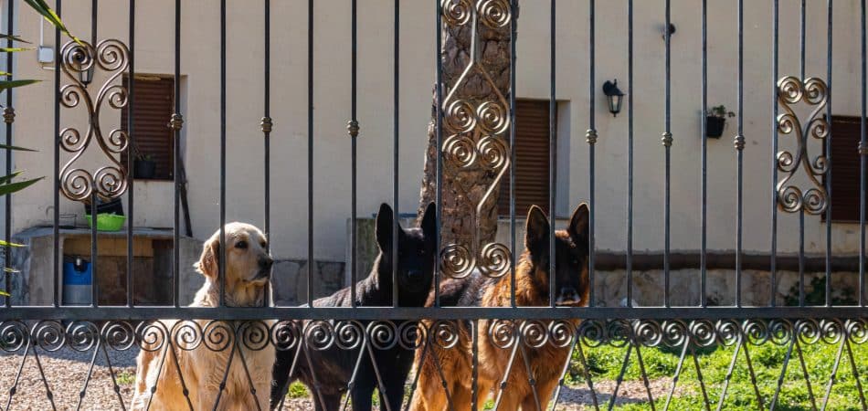 dogs behind the fence