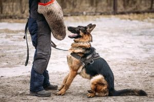 A German Shepherd wearing a harness sits on dirt ground, looking up at a person in protective gear holding a training sleeve, demonstrating its progress in protection dog training levels.