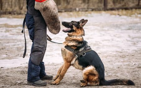 A German Shepherd wearing a harness sits on dirt ground, looking up at a person in protective gear holding a training sleeve, demonstrating its progress in protection dog training levels.