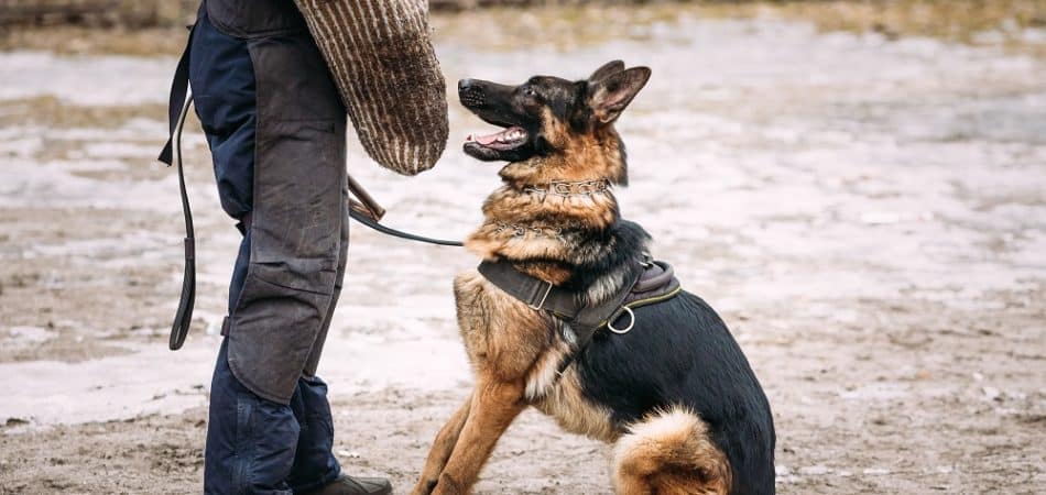 A German Shepherd wearing a harness sits on dirt ground, looking up at a person in protective gear holding a training sleeve, demonstrating its progress in protection dog training levels.