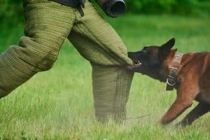 During protection dog training levels, a dog in a training exercise bites the padded pants of a person standing on grass.