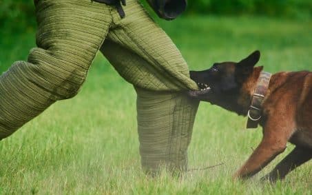 During protection dog training levels, a dog in a training exercise bites the padded pants of a person standing on grass.