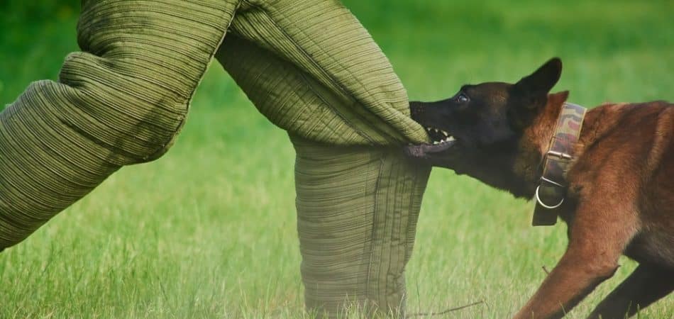 During protection dog training levels, a dog in a training exercise bites the padded pants of a person standing on grass.