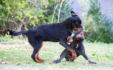 Two black dogs playfully interact on a grassy area, with one standing over the other, both showing their teeth and energetic body language.
