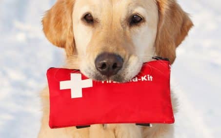 Golden retriever holding a red first aid kit in its mouth, standing outdoors on a snowy background.