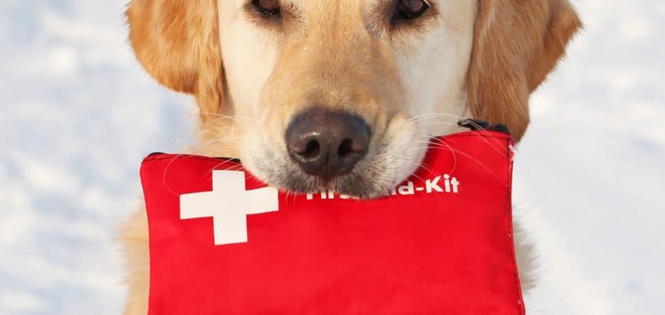 Golden retriever holding a red first aid kit in its mouth, standing outdoors on a snowy background.