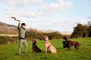 A person in a cap holds up a stick while four dogs sit attentively on a grassy field with bushes and a town in the background.