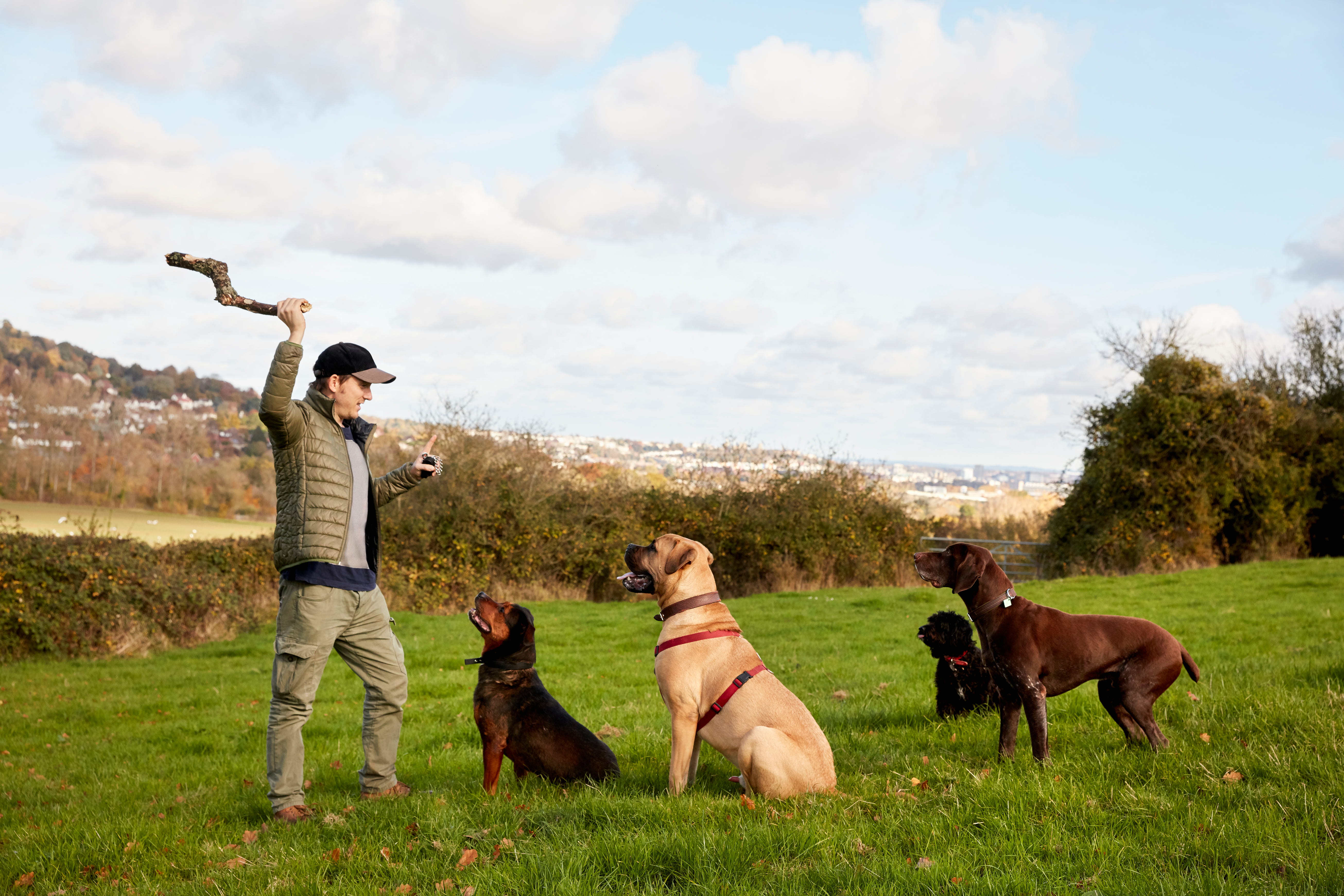 A person in a cap holds up a stick while four dogs sit attentively on a grassy field with bushes and a town in the background.