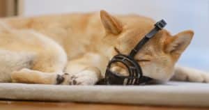 A Shiba Inu dog lies on a rug with its eyes closed, wearing a black muzzle.