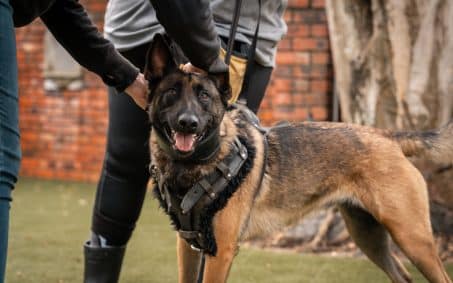 xA Belgian Malinois dog in a harness being held by two people outdoors near a brick wall