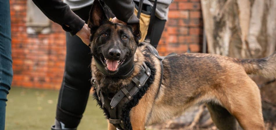 xA Belgian Malinois dog in a harness being held by two people outdoors near a brick wall