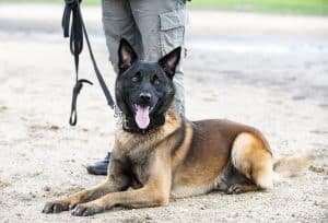 young belgian shepherd training in the nature for security