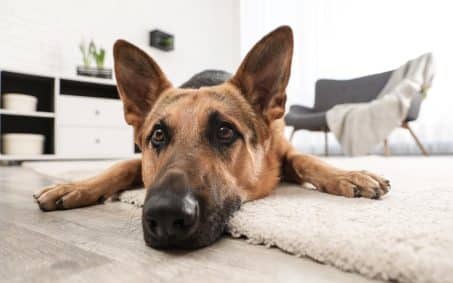 A German Shepherd, trained in indoor protection dog training, lies on a white rug with its head resting on the floor in a modern living room.