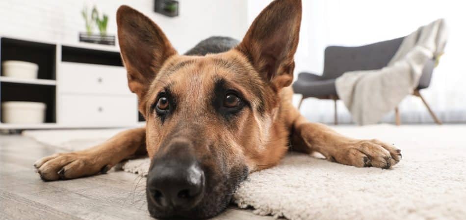 A German Shepherd, trained in indoor protection dog training, lies on a white rug with its head resting on the floor in a modern living room.