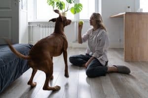 A woman sitting on the floor holds a tennis ball while a brown dog stands in front of her in a bright, modern room, showcasing indoor protection dog training techniques.