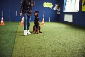 A person stands beside a sitting Doberman dog on artificial turf in an indoor protection dog training area with orange cones and agility poles.