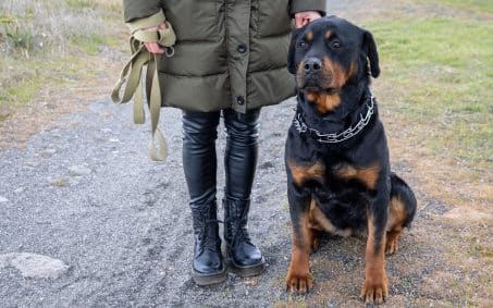 Person in a green coat and black boots stands beside a sitting Rottweiler on a gravel path outdoors.