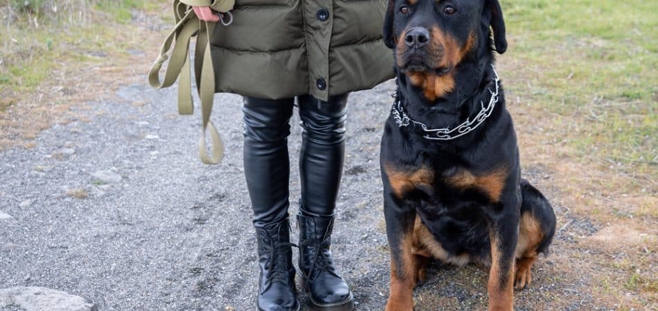 Person in a green coat and black boots stands beside a sitting Rottweiler on a gravel path outdoors.
