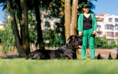 A large black dog is lying on grass in a park with a person in a green tracksuit standing behind it. Trees and buildings are visible in the background.