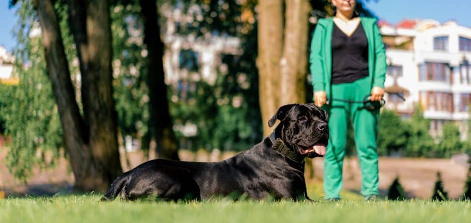 A large black dog is lying on grass in a park with a person in a green tracksuit standing behind it. Trees and buildings are visible in the background.