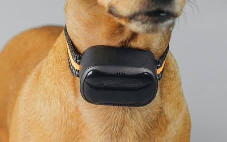 Close-up of a dog wearing a black electronic collar on a orange and black strap around its neck.