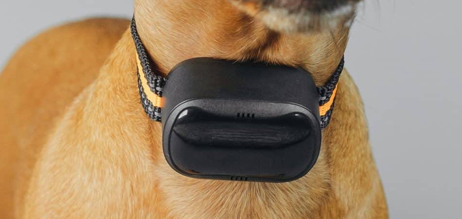 Close-up of a dog wearing a black electronic collar on a orange and black strap around its neck.