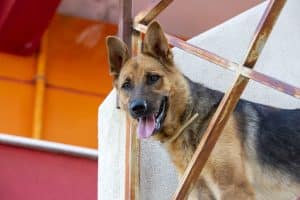A German Shepherd dog with its tongue out stands behind a rusty metal railing on an outdoor staircase with colorful walls in the background.
