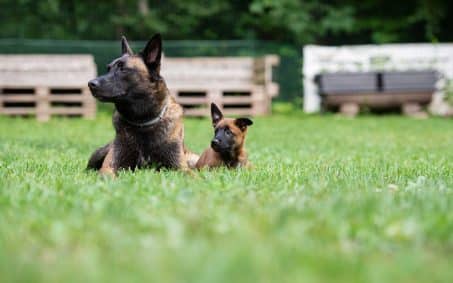 adult dog and puppy resting in the yard