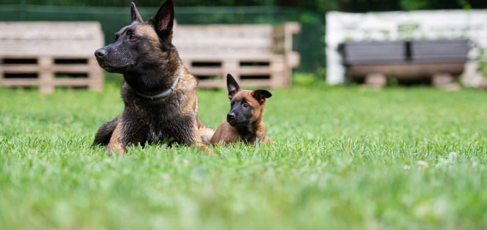 adult dog and puppy resting in the yard