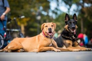 two dogs relaxing together in the park