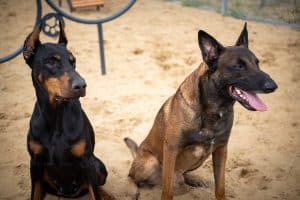 two protection dogs sitting on sand