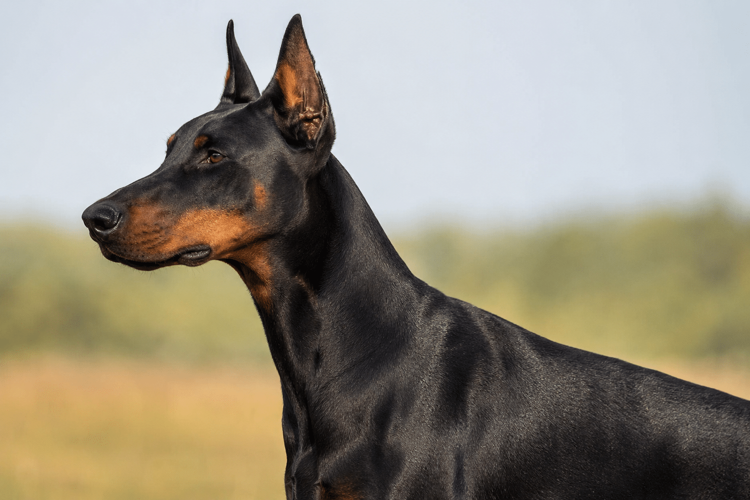 Doberman in profile under soft light