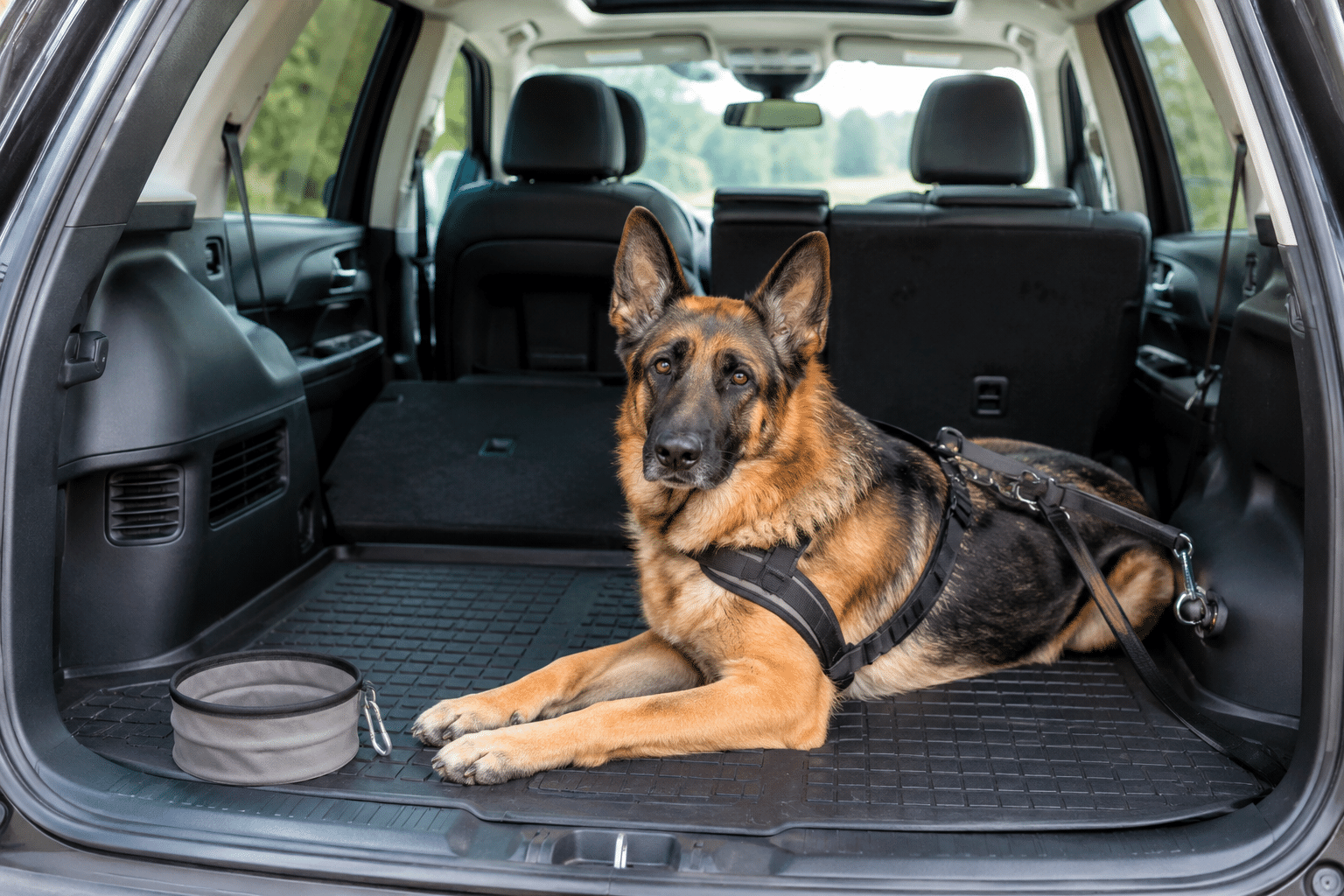 Relaxing German Shepherd in SUV trunk
